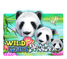 Wild Giant Panda